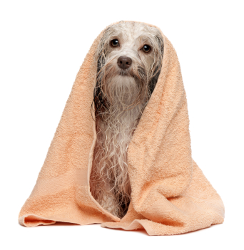 Wet chocolate Havanese dog after a bath.