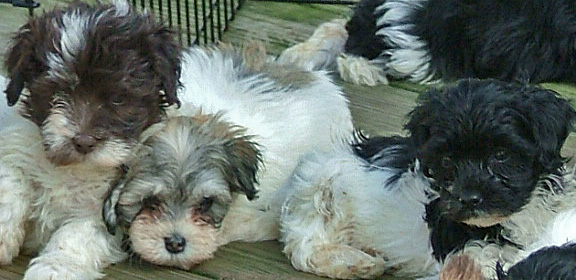 Havanese puppies rest after a bit of afternoon fun!