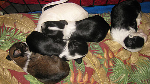 Havanese Puppies early 2012