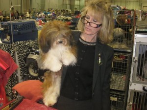 Our Havanese Lokkei wins his first show at York Kennel Club Dog show in York, PA