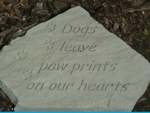 Our Havanese Dogs leave paw prints on our hearts.