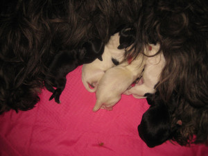 Lolla and Lokkei gives us 5 beautiful puppies!