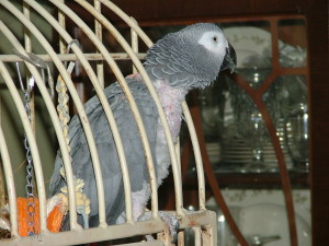 All the African Greys are rescue birds at Havs de Grace
