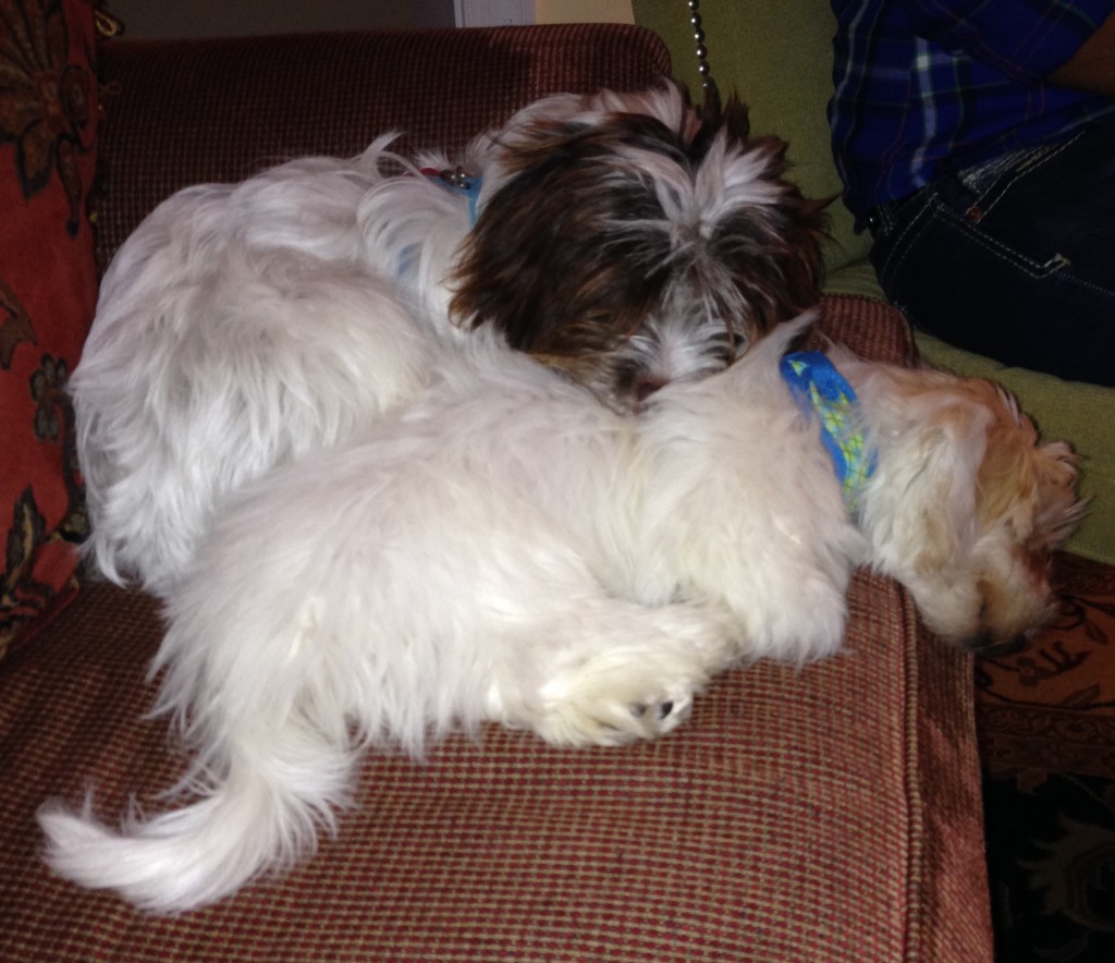 Havanese Puppy Beazley enjoying his buddy Cooper at his new Forever Family Home.