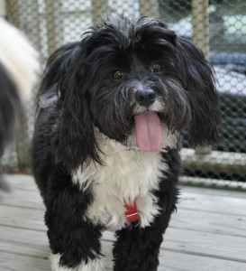 Cooper, a Havanese Dog, turns 2 on Jan 4, 2014