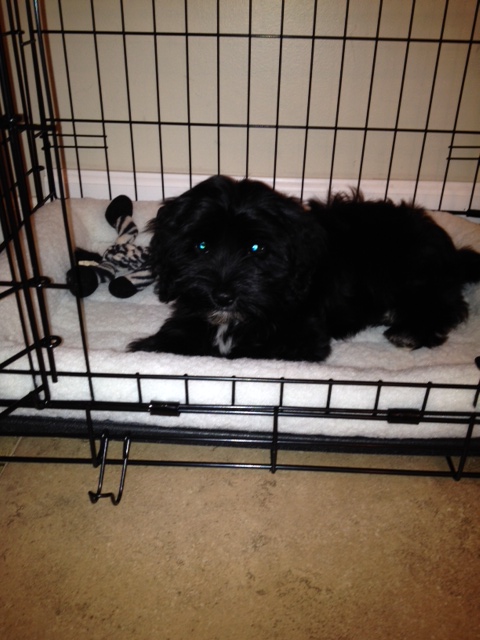 Havanese puppy Molly loves her crate when she needs a bit of time out!