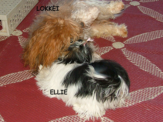 Ellie, our Biewer Terrier, enjoys a bit of romping with our Havanese, Lokkei and Lottus