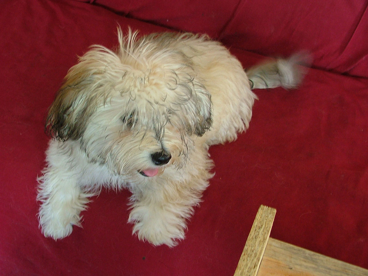 5 month old Leonna - our newest Havanese puppy
