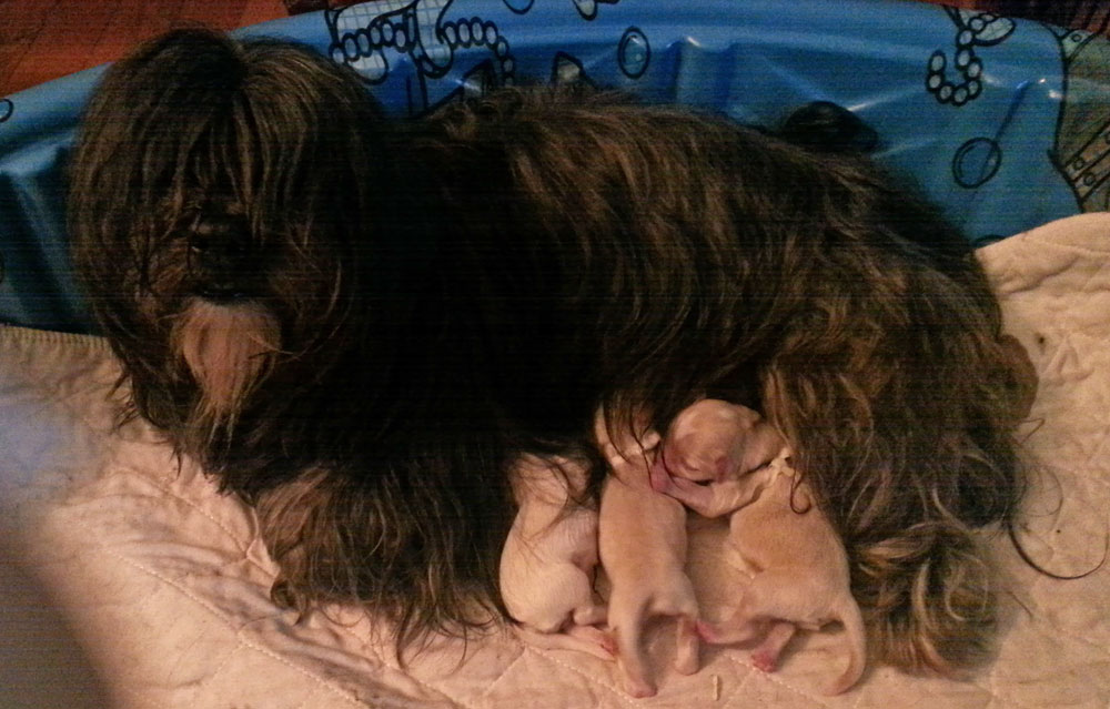 LOLLA MAE de Grace, our Havana Silk Dog (Havanese) with her new pups.