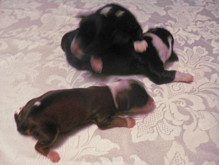 Lucci de Grace shows off her Havanese pups.