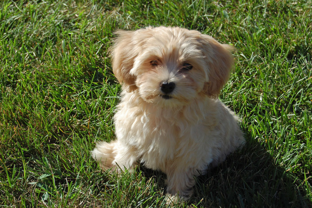 Emmy, our Havanese puppy, is so smart and cute!