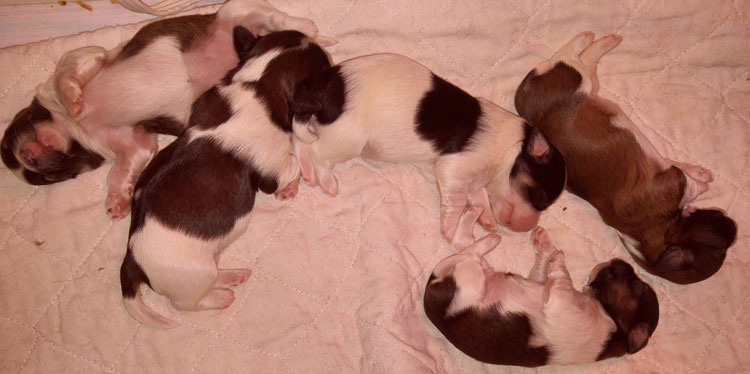 5 Havanese Puppies at one week old