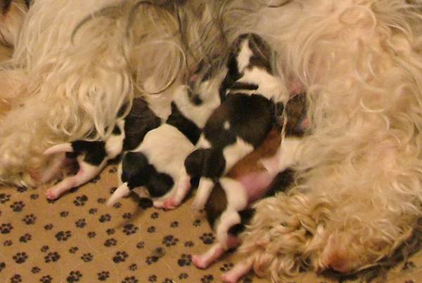 5 - 2 day old Havanese puppies