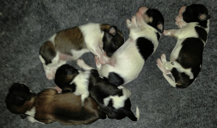 5 Havanese Puppies at 4 days old