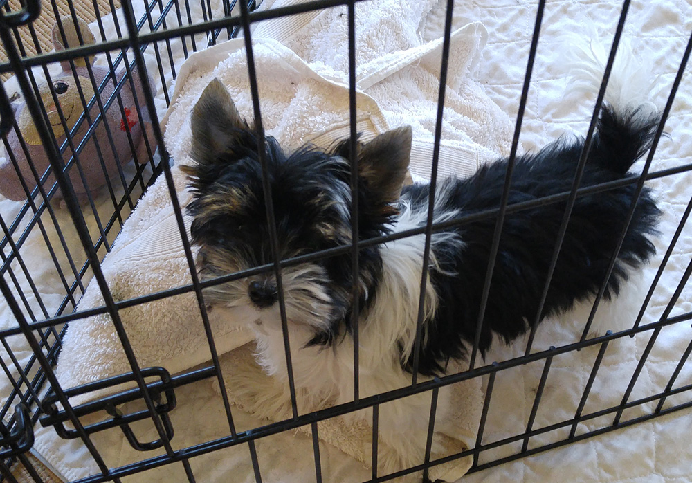 Chandler, our new Biewer Terrier, arrived from California to join Havs de Grace family!