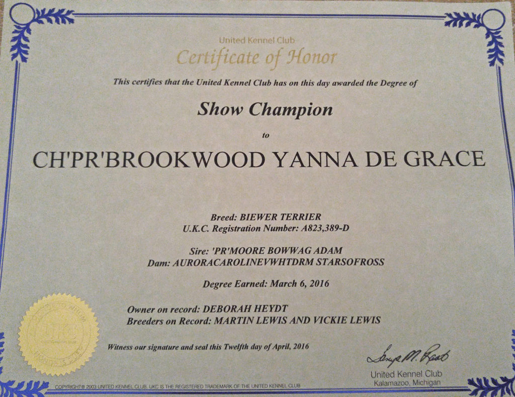 Yanna receives her Show Champion certificate as a Biewer Terrier in the United Kennel Club.