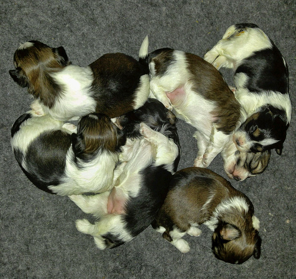 Havanese - Biewer Terrier puppies