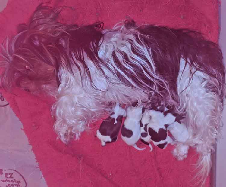 Biewer Terrier Puppies born at Havs de Grace on 3/26/2019