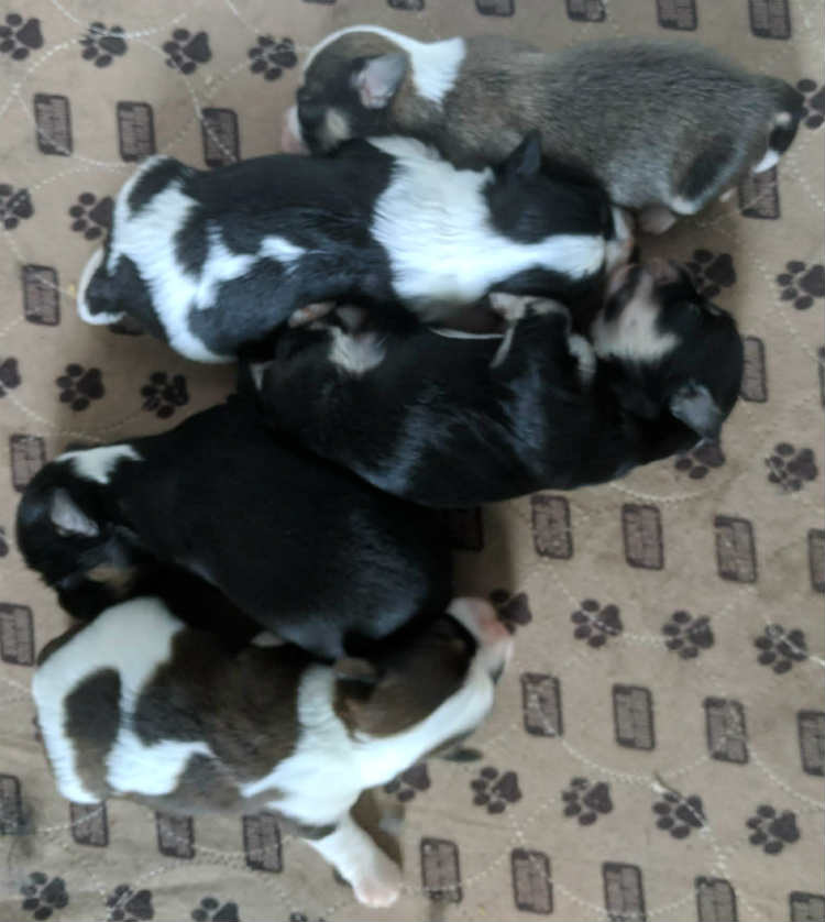 Biewer Terrier Licorice delivers 5 beautiful puppies