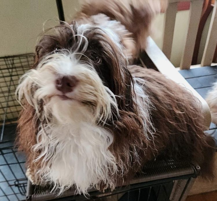 Beautiful one-year-old Chocolate Boy - a Havanese male from Havs of Havre de Grace!