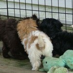Puppies in a Havanese huddle!
