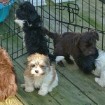 the many colors of Havanese puppies