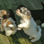 exited Havanese puppy