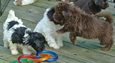 These adorable Havanese puppies are so graceful!