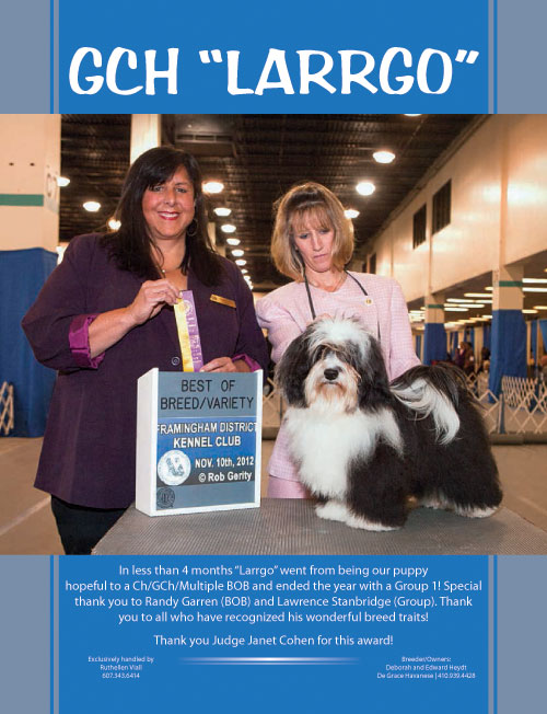 GCH LARRGO - A beautiful Havanese head to the 2013 Westminster Dog Show