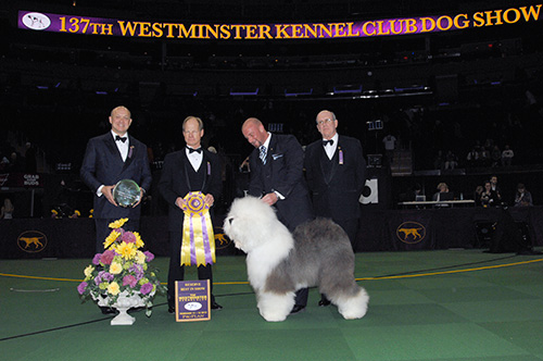 SWAGGER wins Reserve Best in Show at 2013 WKC Dog Show, Old English Sheepdog