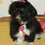 Maizie - one of our beautiful Havanese dogs in her Forever Home
