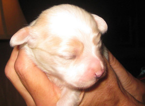 Beautiful 3-1/2 weeks old Havenese pup from Lolla and Lokkei