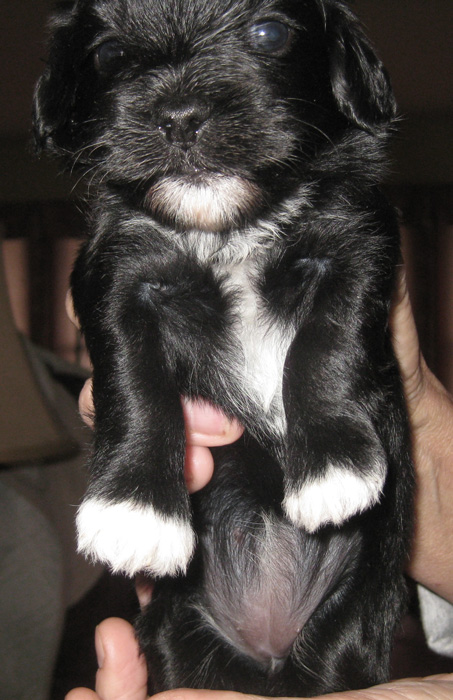 3-1/2 week old pup sired by Havanese GCH Lokkei