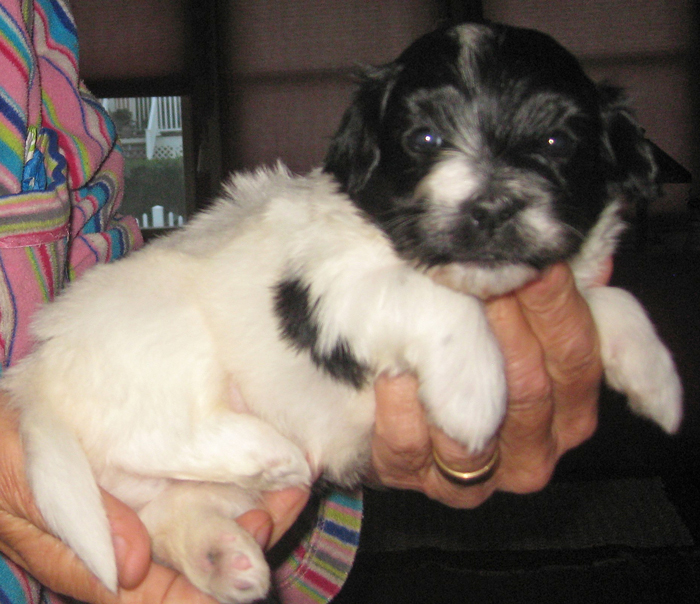 Just too cute - 3-1/2 weeks old Havanese pup