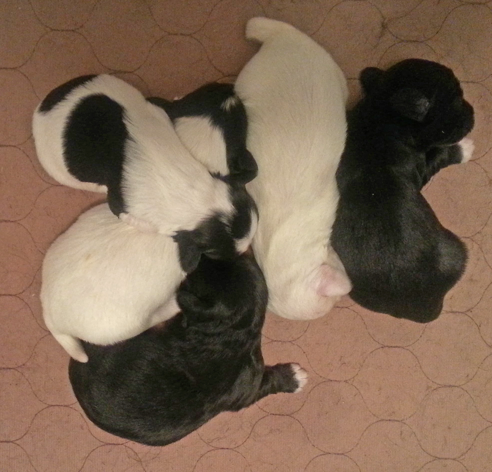 Lolla and Lokkei's 1 week old Havanese pups