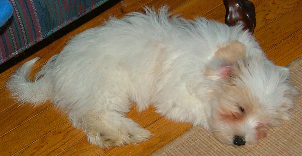 Beazley - a Havs de Grace havanese puppy