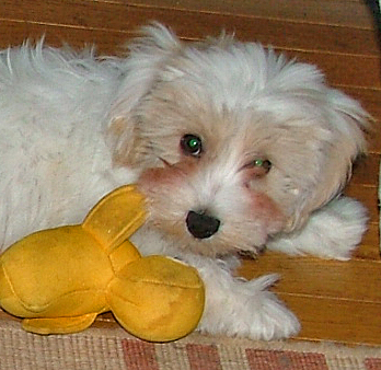 Could you ignore this adorable face of Beazley, a 3 months old Havanese puppy