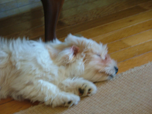 Resting after a busy morning, Beazley - a 3 months old Havanese puppy
