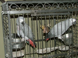 African Greys can imitate almost anything and are delightful to listen to at Havs de Grace