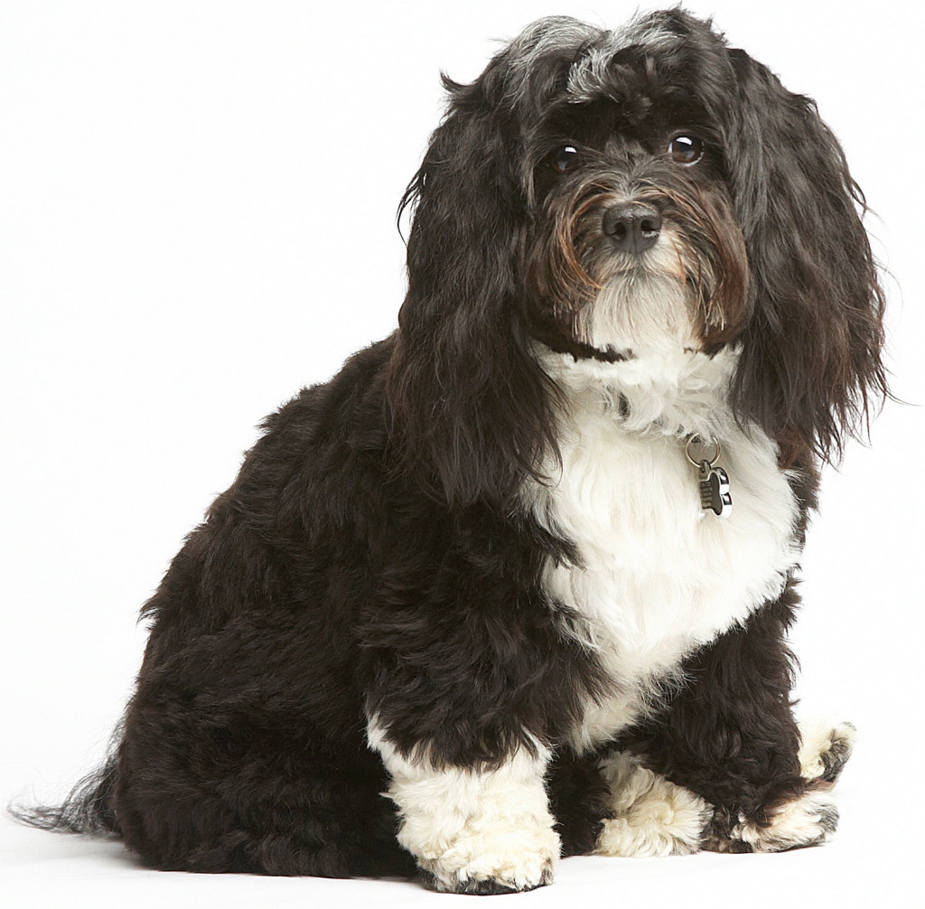 Handsome Cooper, a 2 year old Havanese