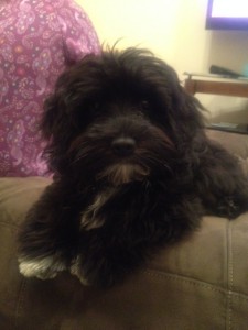 Pepper - a Havanese puppy - shows how well he's accepted his new forever family