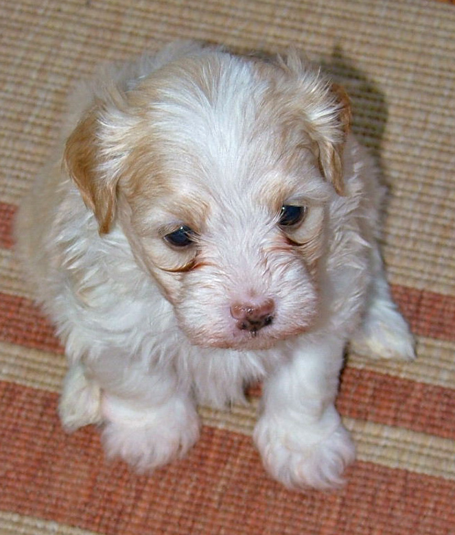 Male Havanese Pup - 6 weeks old - from Havs de Grace - May 2014
