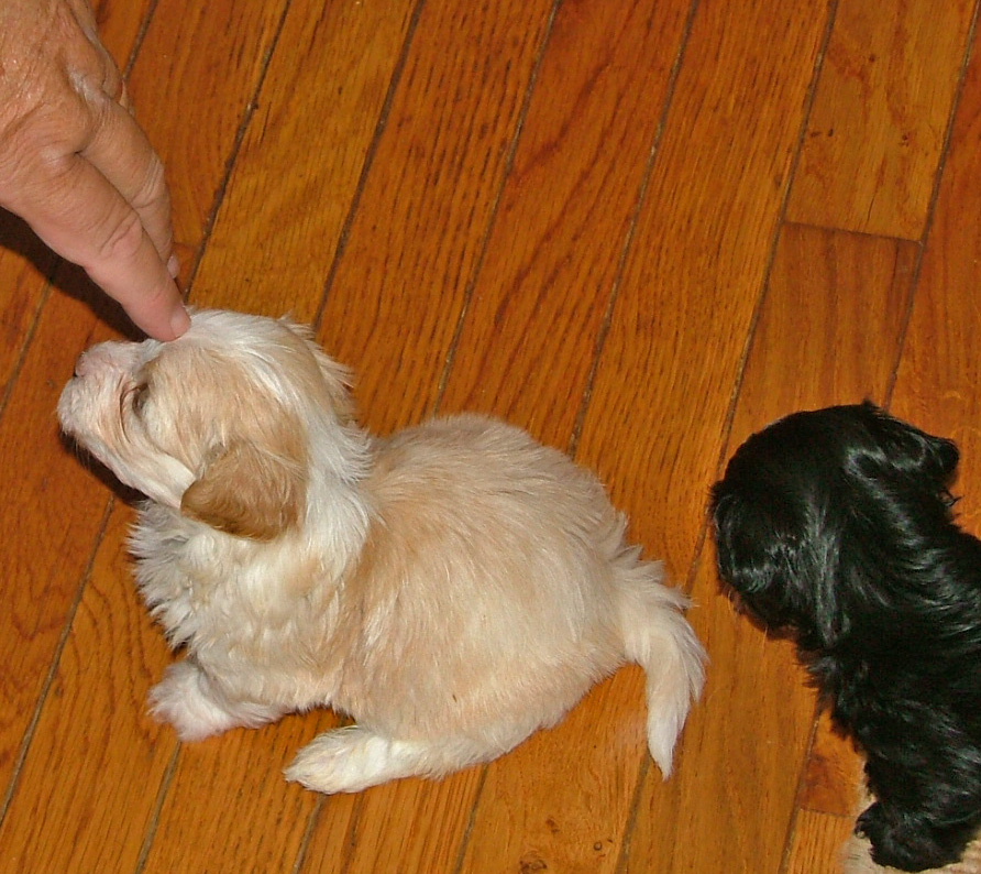 Love touches - 6 week old male Havanese puppy