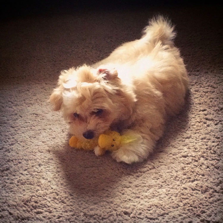 Havanese puppy Charlie discovers his little toy duck 'squeaks'