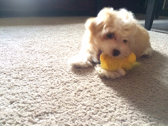 Havanese puppy Charlie enjoys a new toy as he settles in with his Forever Family