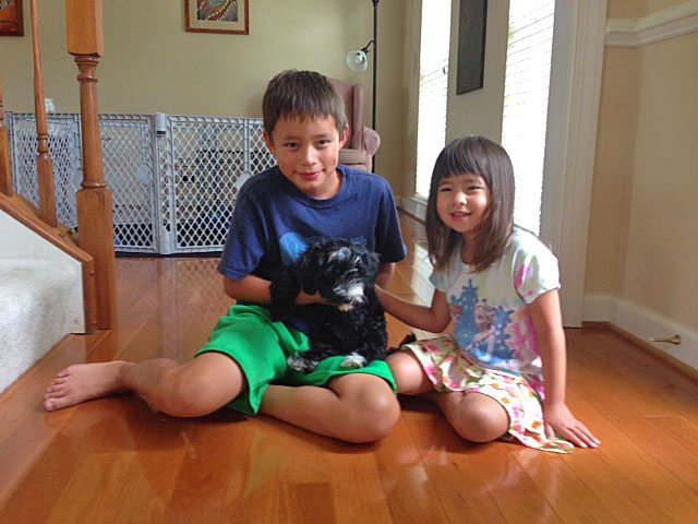 Shimmer, a Havanese Puppy, joins his best friends with his new Forever Family!
