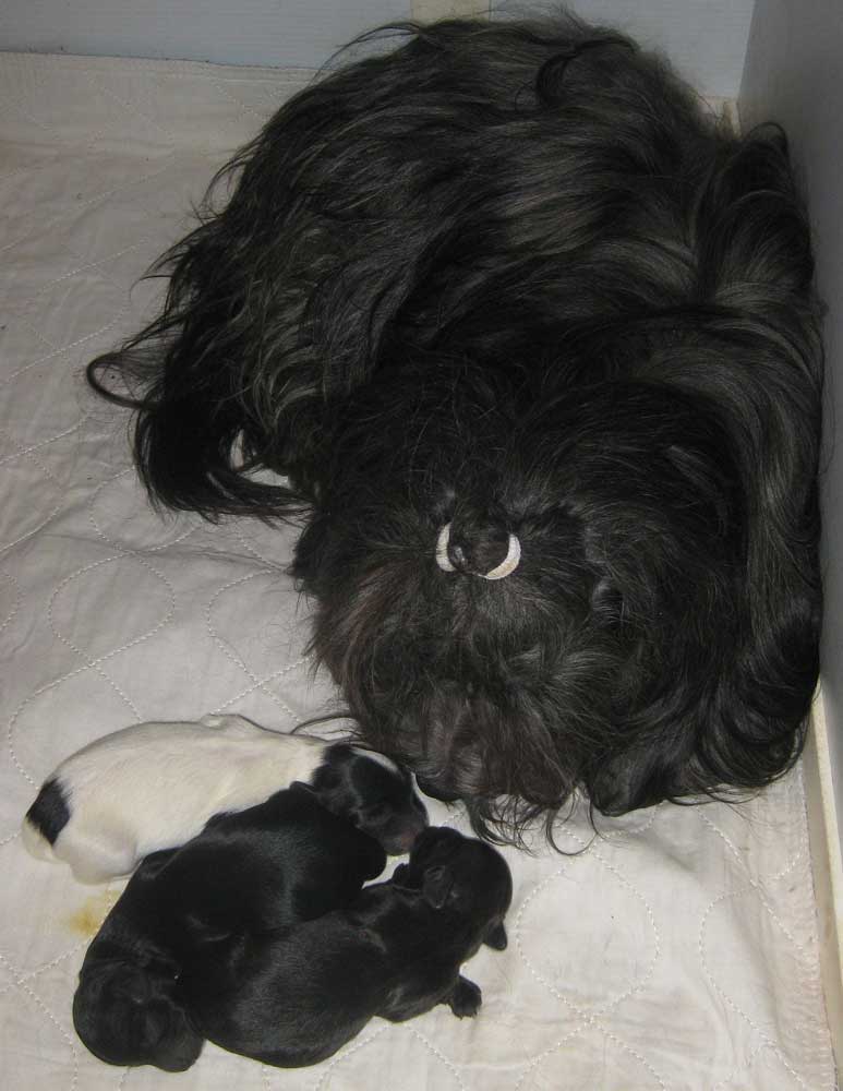 Havanese Silk Dog Lolla and her 4 puppies