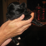 One male Havanese puppy looking for his Forever Family!