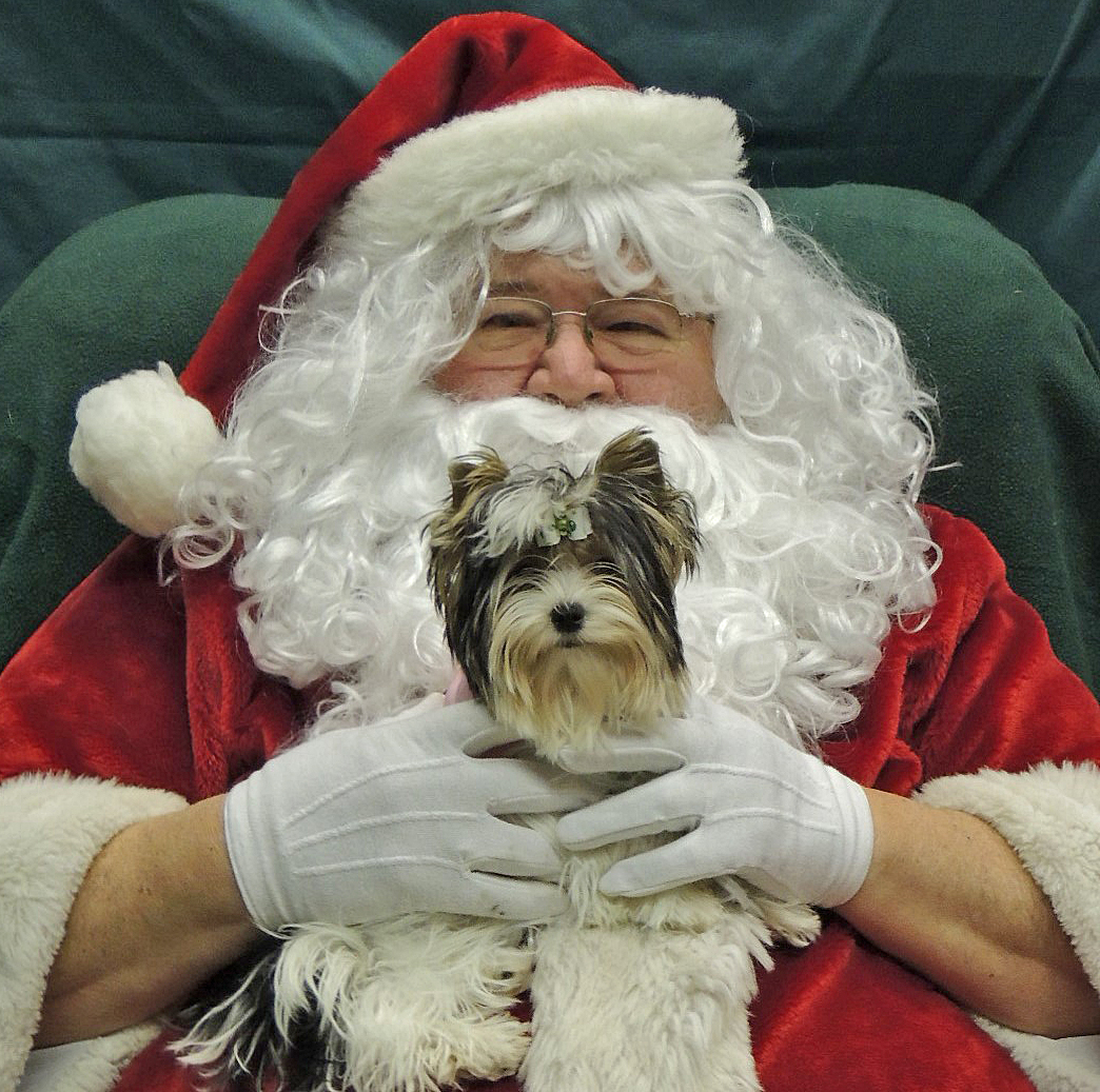 Santa with Ellie (Biewer Terrier) of Havs de Grace