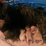 LOLLA MAE de Grace, our Havana Silk Dog (Havanese) with her new pups.